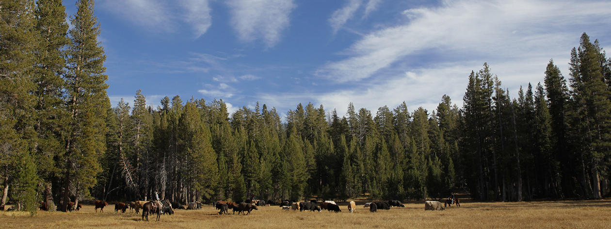 Public Lands Grazing