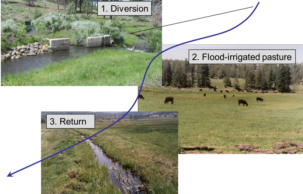 Irrigated meadows and pasture