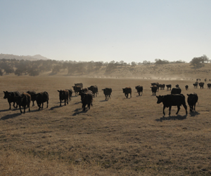 Cattle gathering to feed in a dusty field during the California drought