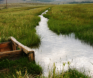 irrigated pasture flood box