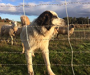 Livestock guardian dog behind electric fence