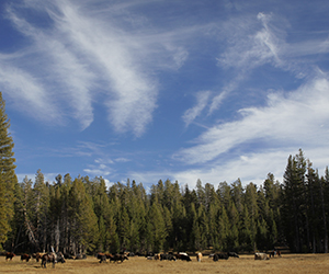 Cattle being herded on public grazing allotment