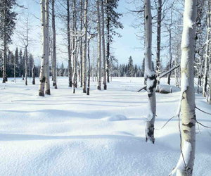 Aspen stand after snowfall