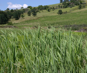 Vegetative Buffer