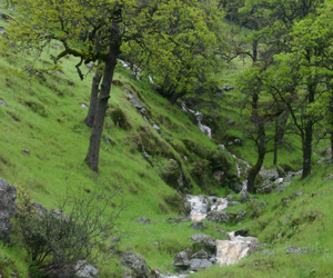 Oak woodland seasonal stream