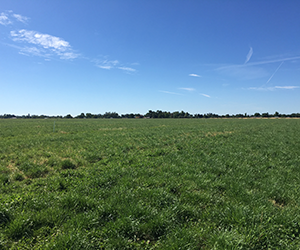 Irrigated Pasture Image