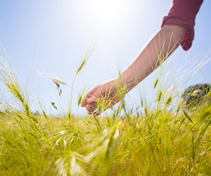 Medusahead grass with hand in background