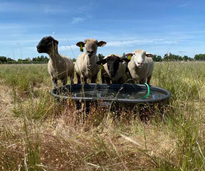 Sheep at water trough in grazing management experiment