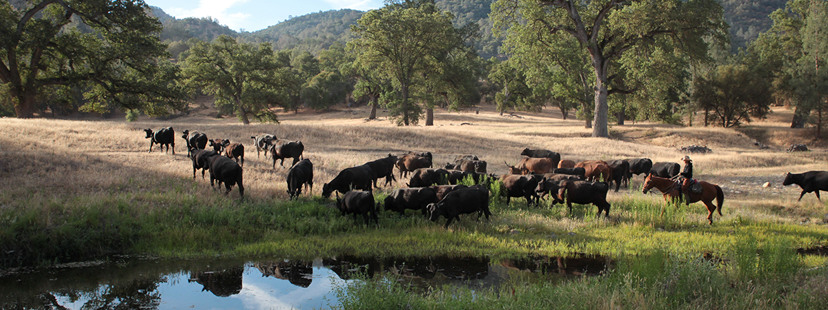 Ranch Water Quality Planning