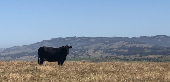 Black cow standing an annual grassland with hills in background (Sonoma County)